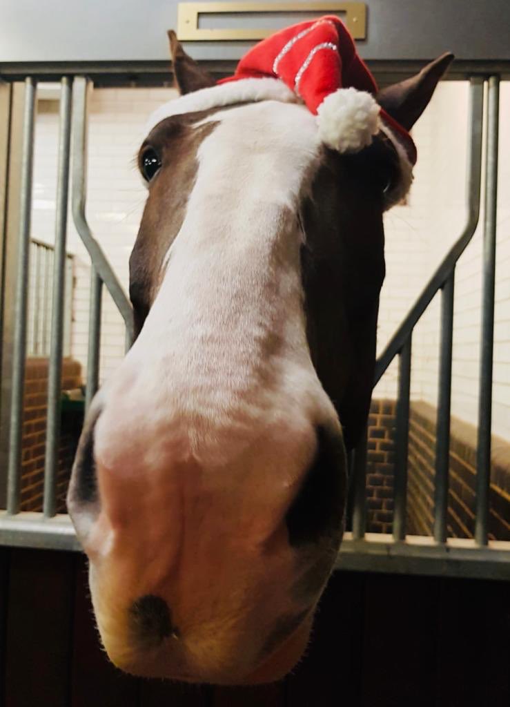 Police horse at Christmas