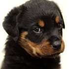 Image of puppy