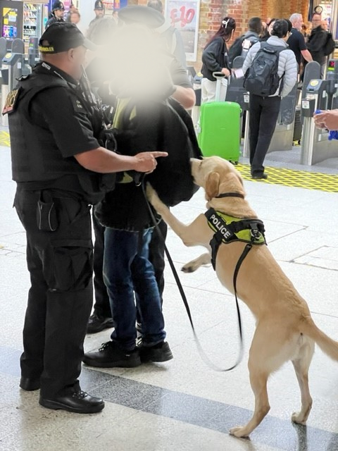 Police Dog Elvis at work